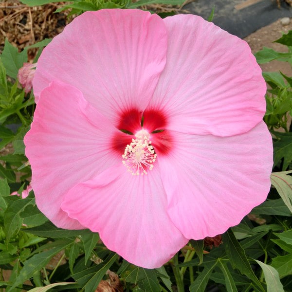 宿根草 苗 【カシオペア ［登録品種］】 ポット苗 タイタンビカス 赤塚植物園 多年草