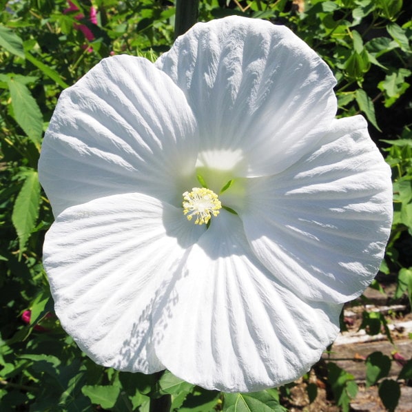 宿根草 苗 【エルフ ［登録品種］】 ポット苗 タイタンビカス 赤塚植物園 多年草のサムネイル