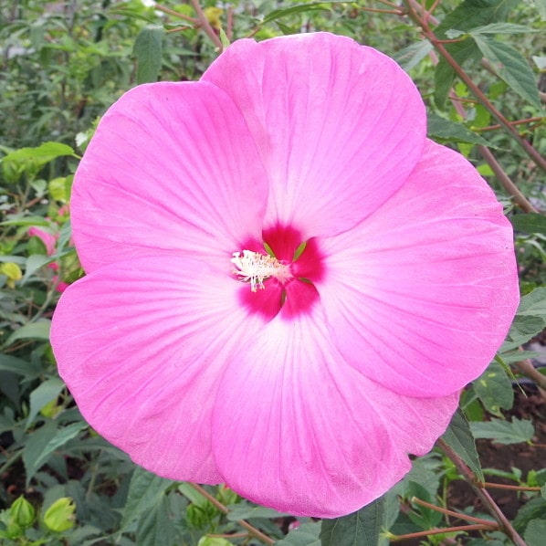 宿根草 苗 【プレアデス ［登録品種］】 ポット苗 タイタンビカス 赤塚植物園 多年草のサムネイル