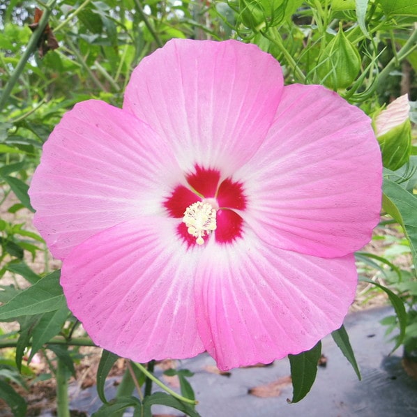 宿根草 苗 【イリス ［登録品種］】 ポット苗 タイタンビカス 赤塚植物園 多年草