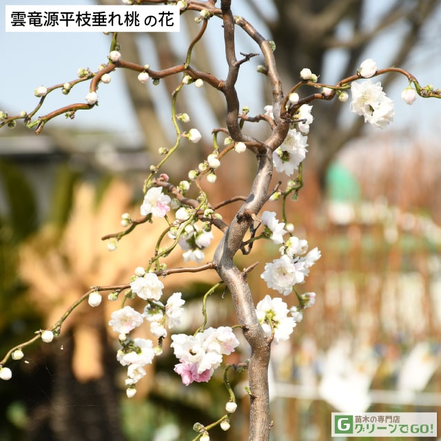 花桃 苗 【雲竜 源平枝垂れ桃 （うんりゅう げんぺいしだれもも）】 約1.5m 根巻き苗 【大】 はなもも 苗木 庭木 落葉樹 シンボルツリー