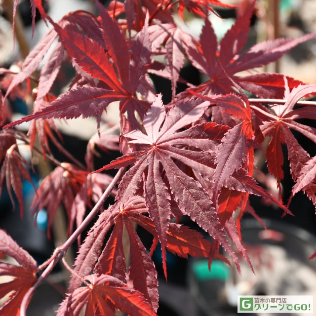 もみじ 苗木 【紅鏡 （べにかがみ）】 約0.7m ポット苗 カエデ 楓 苗 販売 植木 庭...
