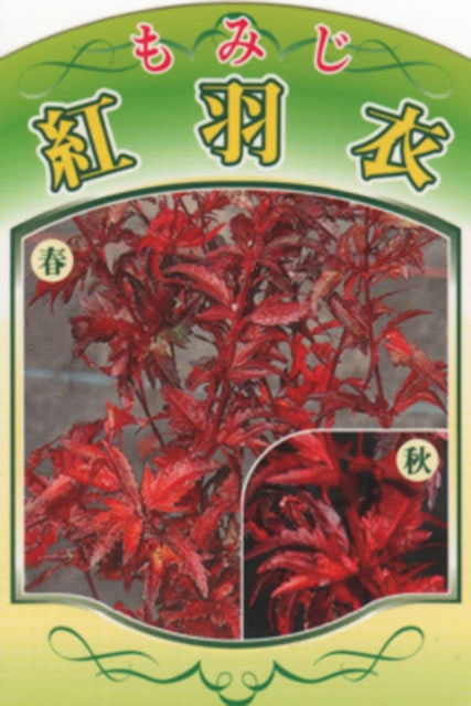 ��ߤ� ���� �ڹȱ��� �ʤ٤ˤϤ�����ˡ� ��0.7m �ݥå��� ������ �� �� ���� ���� ���� ����ܥ�ĥ꡼ ���� �ߺ� ���� ���ռ� ����