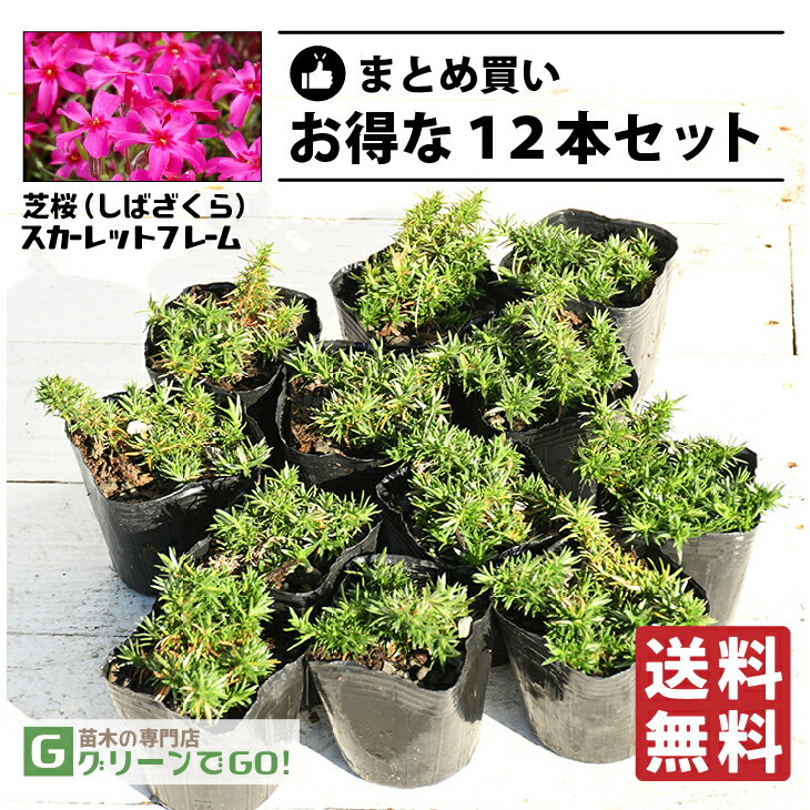 ◆送料無料◆ 芝桜 （シバザクラ） 苗  3号ポット苗×12本セット 宿根草 苗木 多年草 耐寒性 耐暑性 常緑 グランドカバー