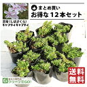 ◆送料無料◆ 芝桜 （シバザクラ） 苗 【キャンディキャンディ】 3号ポット苗×12本セット 宿根草 苗木 多年草 耐寒性 耐暑性 常緑 グランドカバー