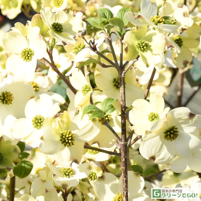 ハナミズキ 白 苗木 【ハナミズキ （白花）】 根巻き苗 花水木 苗 植木 花木 庭木 シンボルツリー 落葉樹 高木