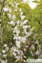 藤 苗 【口紅藤 (白花)】 約0.7m ポット苗 花藤 くちべにふじ アケボノフジ 苗木 庭木 落葉樹 つる性