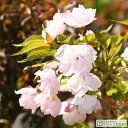 ◆在庫一掃！グリGO!春祭り◆ 桜 苗木  1年生 接ぎ木苗 桜の木 桜の苗木 植木 花木 庭木 シンボルツリー 記念樹 落葉樹 高木