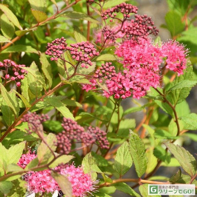 シモツケ 苗 【スピレア プラムタスティック】 ポット苗 シモツケソウ 苗木 植木 花木 庭木グランドカバー 落葉樹 低木