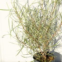 グレビレア 苗 【エンドリチェリアナ】 幼苗 苗木 植木 花木 庭木 生垣 目隠し 寄せ植え 常緑樹 低木