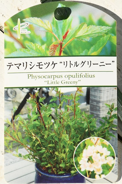 テマリシモツケ 苗 【リトルグリーニー ［登録品種］】 約0.3m ポット苗 シモツケソウ 苗木 植木 花木 庭木グランドカバー 落葉樹 低木 手毬 シモツケ 3