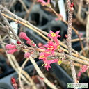 鶯の木 苗木 【ウグイスカグラ】 ポット苗 鶯神楽 ウグイスノキ 苗 植木 花木 庭木 雑木 落葉樹 低木 里山の木