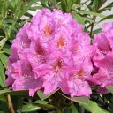 シャクナゲ 苗 【ドロシー】 ポット苗 赤塚植物園 スーパーローディー 常緑低木 低木 庭木 植木 花木 庭木の苗 石楠花 石南花 苗木