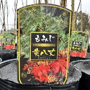 もみじ 苗木 【黄八丈 (きはちじょう)】 約0.7m ポット苗 カエデ 楓 苗 販売 植木 庭木 シンボルツリー 紅葉 盆栽 雑木 落葉樹 高木