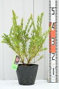 グレビレア 苗 【ジョンエバンス】 ポット苗 苗木 植木 花木 庭木 生垣 目隠し 寄せ植え 常緑樹 低木