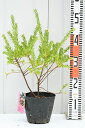 グレビレア 苗 【ジュビリー】 ポット苗 苗木 植木 花木 庭木 生垣 目隠し 寄せ植え 常緑樹 低木