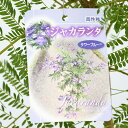 ジャカランダ 苗 【タワーブルー】 接ぎ木苗 紫雲木 キリモドキ ハワイ桜 苗木 庭木 半耐寒性 落葉 低木