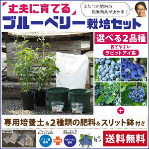 ◆送料無料◆ ブルーベリー 苗木 【2品種選べる 簡単！ 丈夫に育てる ブルーベリー 栽培セット】 2年生挿し木苗×2品種 （ブルーベリーの土・肥料2種類・スリット鉢付き） 果樹 ベリー 苗 栽培キット ※北海道・沖縄は送料無料適用外です。