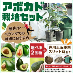 https://thumbnail.image.rakuten.co.jp/@0_mall/hanahiroba87/cabinet/sale/bn_abokado03.jpg
