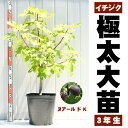 イチジク 苗 【ヌアール ド K】 特上 極太 3年生 挿し木大苗 無花果 黒 苗 果樹 果樹苗