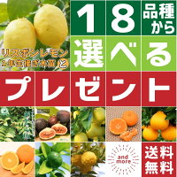 ◆送料無料＋1本プレゼント◆ レモン 苗木 【リスボンレモン】 1年生 接ぎ木苗×1本と...