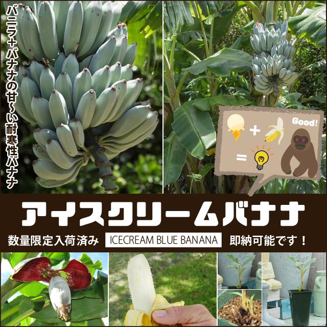 【あいかの香り】《Y台》1年生接木苗わい性台木　リンゴ※納期指定：発送予定2025年1月中旬以降順次または通常発送※[果樹苗木　林檎　りんご]