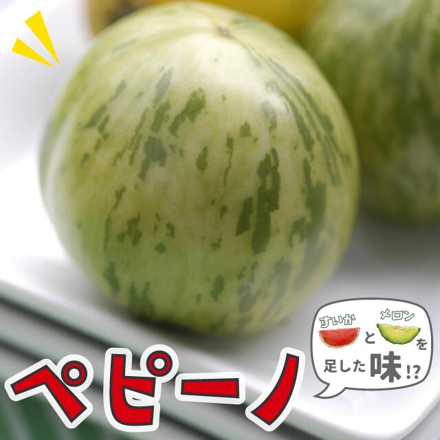 ペピーノ 苗 【ペピーノ】 3.5号 ポット苗 沖縄フルーツ 野菜苗 熱帯果樹 観葉植物 ナス科 常緑多年草 ベジ トロピカルフルーツ 高級フルーツ