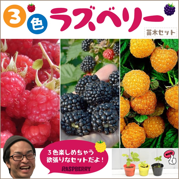 ◆送料無料◆ ラズベリー 苗 苗木3本セット キイチゴ 木いちご ベリー 苗木 果樹苗 ※北海道・沖縄は送料無料適用外です。