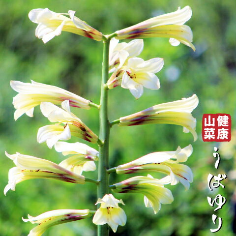 ウバユリ 苗 【山菜 うばゆり（オオウバウリ）】 4号ポット苗 苗木 野菜 野菜苗