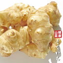 キクイモ 苗 【山菜 きくいも】 4号ポット苗 菊芋 苗木 野菜 野菜苗