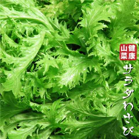 ワサビ 苗 【山菜 サラダわさび】 4