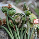 ゼンマイ 苗  4号ポット苗 苗木 野菜 野菜苗