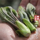 コゴミ 苗 【山菜 コシアブラ】 ポット苗 漉油 苗木 野菜 野菜苗