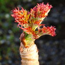 タラの芽 苗 【山菜 七島タラの木】 挿し木苗 タランボ 苗木 野菜 野菜苗