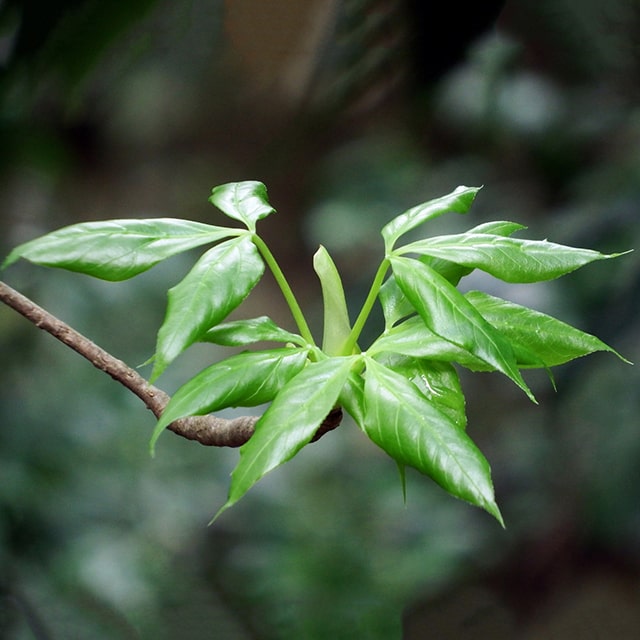 タカノツメ 苗 【山菜 鷹の爪 （タ