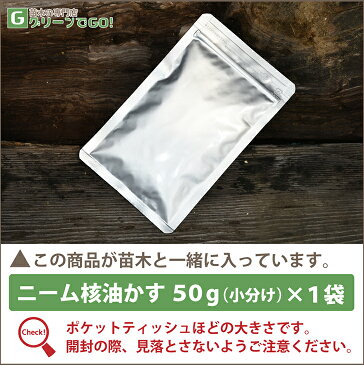 ◆送料無料◆ 清見オレンジ 苗 【清見オレンジ】 3年生 接ぎ木 大苗 （ニーム小袋付き） 蜜柑 みかん 雑柑 苗木 常緑 果樹 柑橘 柑橘苗木 果樹苗木 ※北海道・沖縄は送料無料適用外です。