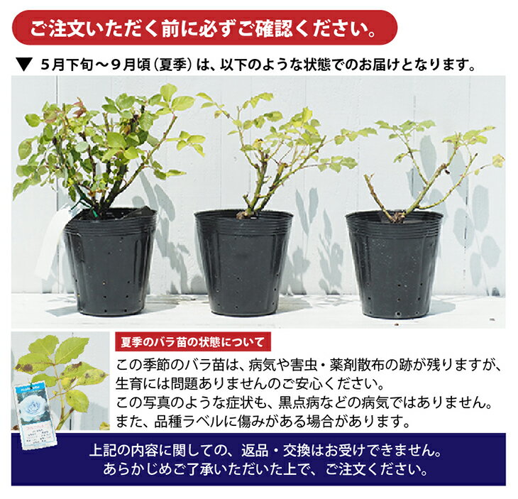 �Х��� �ڤĤ�Х� ����͡��Х�ĥ��� (CL) ���� �͵��餭�� 2ǯ�� �ܤ��� ���� ���������� �� ������ �Х� �� ��