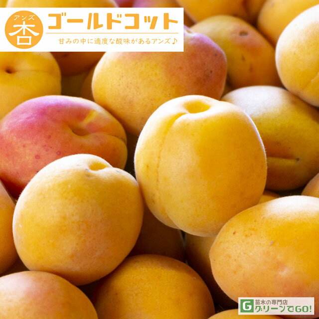 [楽天市場店限定価格] ◆グリGO!秋のガーデニング応援祭◆ アンズ 苗木 【ゴールドコット】 1年生 接ぎ木..