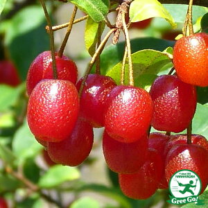 ◆送料無料◆ グミ 苗木 【夏グミ】 1年生 ポット苗 (ニーム小袋付き) 茱萸 胡頽子 ナツグミ 苗 果樹 果樹苗 ※北海道・沖縄は送料無料適用外です。