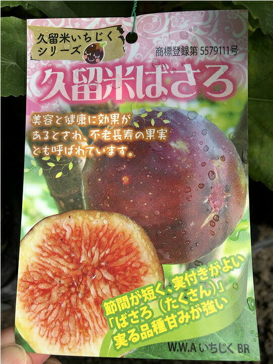 送料無料 イチジク 苗 【久留米 ばさろ】 1年生 挿し木 ポット苗 ニーム小袋付き バサロ 無花果 苗木 果樹 果樹苗 北海道・沖縄は送料無料適用外です 