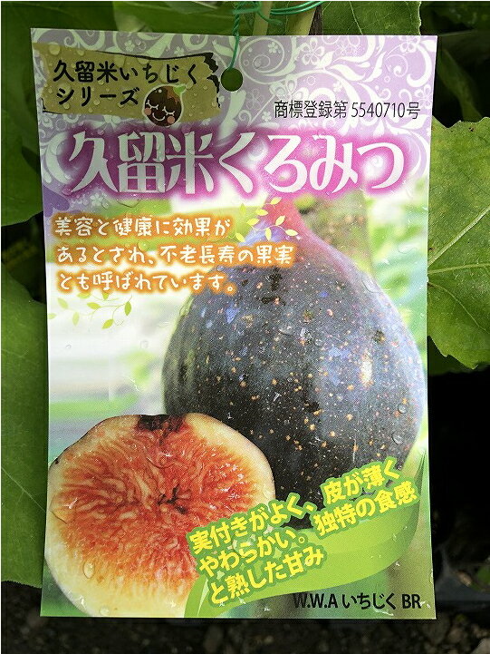 [楽天市場店限定価格] グリGO!春の在庫一掃 イチジク 苗 【久留米 くろみつ】 1年生 挿し木 ポット苗 クロミツ 無花果 苗木 果樹 果樹苗