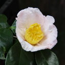 椿 苗木 【曙 一重椀咲き】 2年生 挿し木苗 ツバキ 苗木 植木 花木 庭木 シンボルツリー 生垣 目隠し 常緑樹 高木