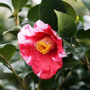 椿 苗木 【医王寺 (いおうじ) 一重椀咲き】 2年生 挿し木苗 ツバキ 苗木 植木 花木 庭木 シンボルツリー 生垣 目隠し 常緑樹 高木