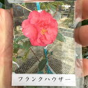 椿 苗木 【フランクハウザー 八重咲き】 2年生 接ぎ木苗 ツバキ 苗木 植木 花木 庭木 シンボルツリー 生垣 目隠し 常緑樹 高木