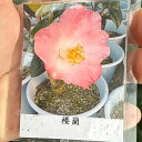椿 苗木 【楼蘭 (ろうらん) 一重咲き】 2年生 接ぎ木苗 ツバキ 苗木 植木 花木 庭木 シンボルツリー 生垣 目隠し 常緑樹 高木