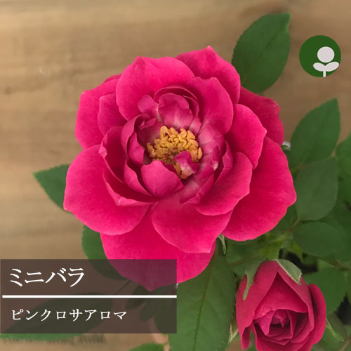 ミニバラ 芳香種 ピンクロサ アロマ 3.5号ポット苗ロスアロマ ポットローズ 鉢花 ピンク 花苗 四季咲き 香り コルダナ コルダーナのサムネイル