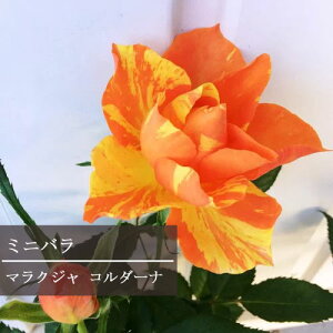 花苗ミニバラマラクジャコルダーナ３,５号ポット花色オレンジ・イエローの絞り薔薇コルダナ四季咲き大輪