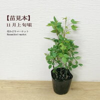 【花無し苗】芳香性ミニバラアイムーン3〜3.5号ポット苗