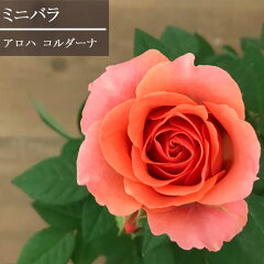 https://thumbnail.image.rakuten.co.jp/@0_mall/hanaipn/cabinet/00672278/imgrc0078748657.jpg