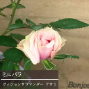 ミニバラ ヴィジョンサラマンダー アサミ 3.5号ポット苗パティオローズ 花苗 鉢花 ポットローズ 四季咲き ピンク